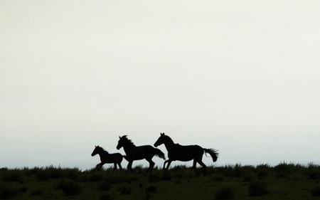 Australia-autorizo-la-matanza-de-10.000-caballos-salvajes