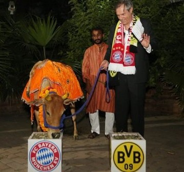 Una-vaca-sagrada-hindu-predice-la-victoria-del-Bayern-en-la-final