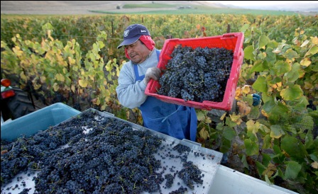 Tarija-y-Santa-Cruz-aumentan-las-plantaciones-de-vinedos