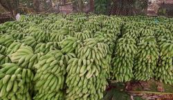 Bloqueo evista ocasiona amenazas de cancelación de exportación de banana a Uruguay y Chile