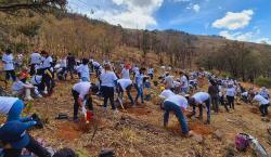 Plantan más de 1.000 árboles en el parque Tunari de Cochabamba