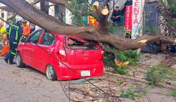 Fuertes vientos provocan caída de árboles en la capital cruceña