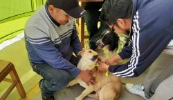 Reportan 62 casos de rabia entre canina y humana en el país en lo que va del año