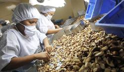 Bolivia lidera como el mayor exportador mundial de castaña