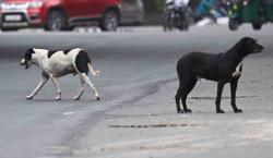 Confirman sexto caso de rabia canina en Sucre, prevén adelantar campaña de vacunación a canes y gatos