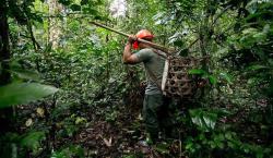 Recolección de castaña en Bolivia depende de la preservación de 87.000 km² de bosques