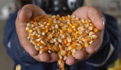 Emapa llama a los productores pecuarios para coordinar venta de productos con maíz subvencionado