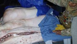 Comando contra el contrabando: 95 toneladas de carne confiscadas y 9 arrestos en solo cuatro meses