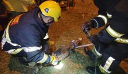 Vecinos del barrio San Lorenzo preocupados por presencia de lagartos en la zona