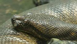 Campesinos en Colombia se encuentran con una enorme anaconda de más de 10 metros