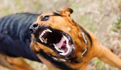Un perro atacó a un adolescente y los dueños del animal se niegan a cubrir gastos médicos 