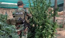 Revelan que plantaciones de marihuana cerca de Llallagua usaban riego financiado en el gobierno de Evo Morales