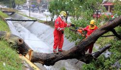 Reportan la caída de más de 30 árboles por lluvias y ventarrón en Santa Cruz