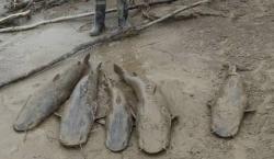 Reportan mortandad de peces en el Río Grande por bajas temperaturas