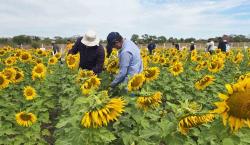 Día Nacional del Girasol: este año se cultivó 170 mil hectáreas, el nivel más alto en una década
