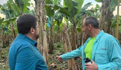 Doria Medina llega al Chapare de Cochabamba y visita a productores de plátano