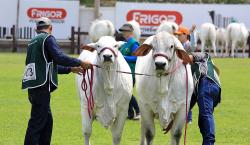 Expocruz 2025: comienzan los juzgamientos para elegir a los mejores ejemplares de las razas cebuinas