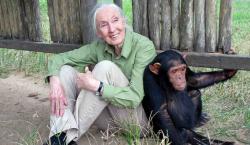 Murió Jane Goodall, la reconocida defensora de los derechos de los animales