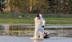Alemania sacrifica 150.000 animales por brote de gripe aviar