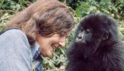 Dian Fossey: entre la pasión por los gorilas y los riesgos de vivir al límite