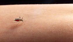 Sedes reporta 277 casos de dengue en Pando y prepara la alerta sanitaria