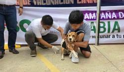 Más de 4.000 personas participaron en la jornada del sábado de la campaña de vacunación contra la rabia canina en Santa Cruz