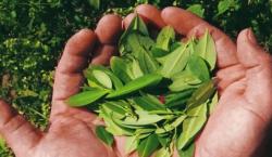 OMS ratifica el estatus de la hoja de coca como sustancia de alto riesgo