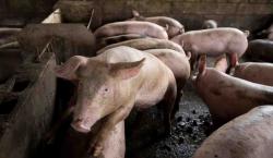 China fija los aranceles antidumping al porcino de la UE