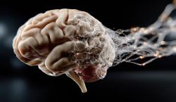 Hacen retroceder el alzhéimer: logran que cerebros dañados recuperen la memoria en animales