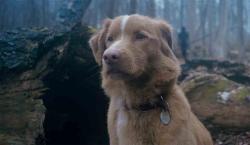 Perro de “Good Boy” recibe premio a Mejor Actuación