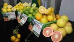 La segunda versión de la Feria de Cítricos se realizará este domingo en Terebinto