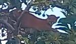 Avistan un presunto puma en zona urbana de San José de Chiquitos y activan operativo de resguardo 