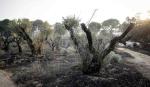 Controlan tres incendios forestales en los municipios de Vacas y Corani, en Cochabamba