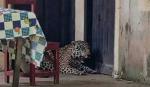 Afirman que jaguar abatido fue desollado y llevado como trofeo; presumen que estaba en cautiverio 