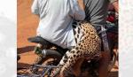 Pofoma aprehende a una persona y busca otra por la muerte del jaguar en Guayaramerín