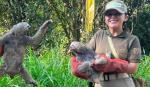 Cuatro osos perezosos son liberados en área protegida de Trinidad tras ser rescatados
