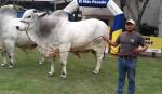 ¡El gigante de Expocruz 2026! Sylvester FIV El Trébol recibe un cuidado especial para mantenerse en forma 
