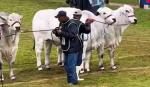 Comienza el juzgamiento de animales en Expocruz 2026 con evaluación de razas cebuinas