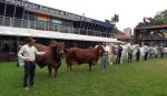 Expocruz 2026: Grandes Campeones, protagonistas del gran desfile ganadero