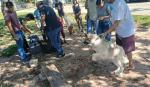 Sedes activa operativo tras confirmar caso de rabia canina en la Red Norte