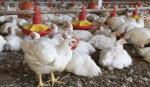 Avicultores de Santa Cruz se declaran en emergencia por el alza de costos y piden diálogo con el Gobierno